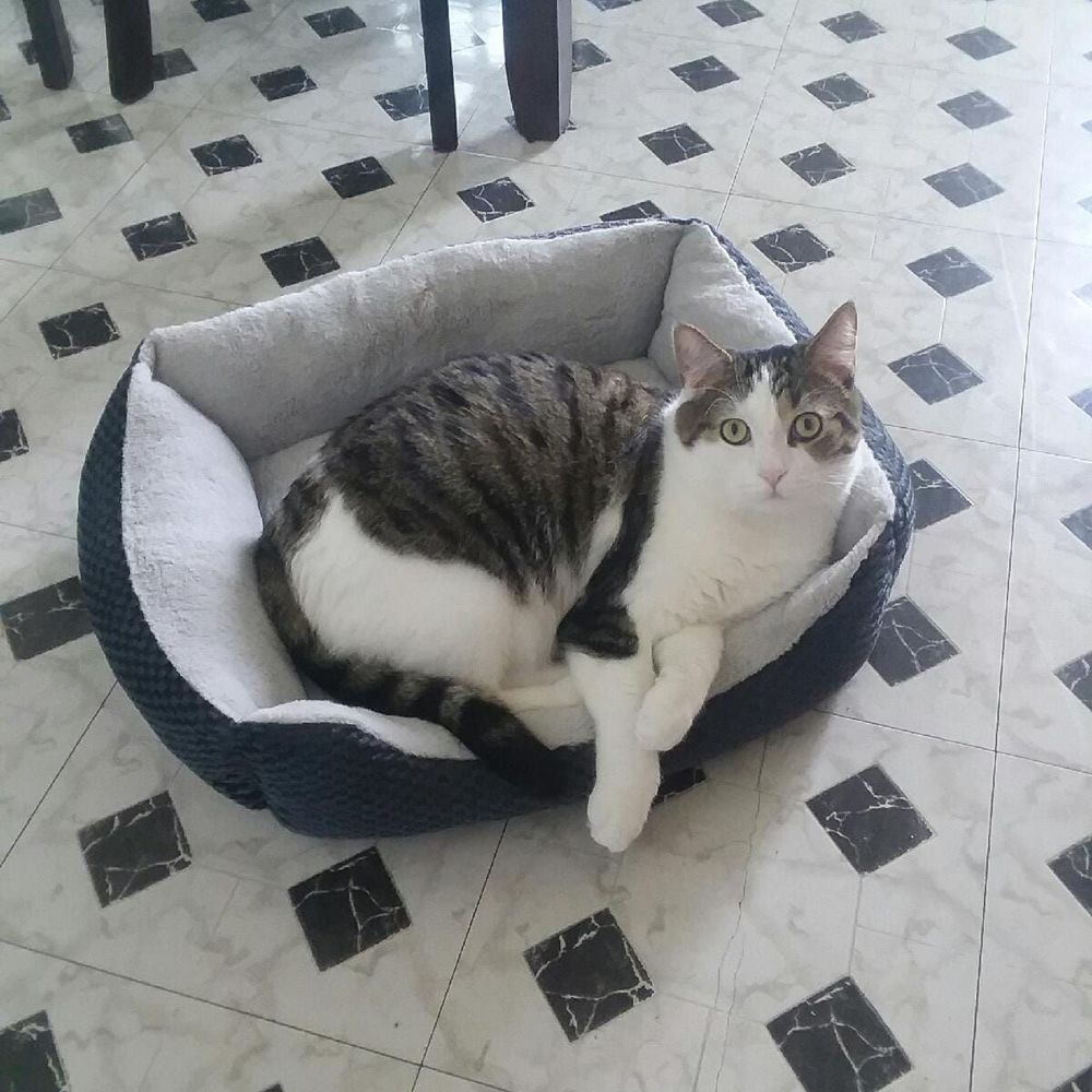 Meet your Posher, Kat